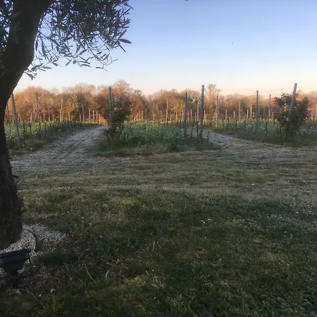 Les Vignes